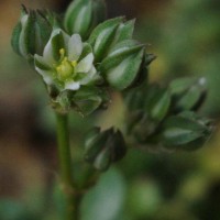 Polycarpon tetraphyllum subsp. tetraphyllum (L.) L.